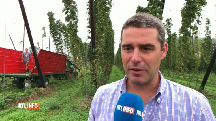 Le houblon de nos bières vient de l'étranger: mais une partie est récoltée en Belgique à la brasserie Dubuisson