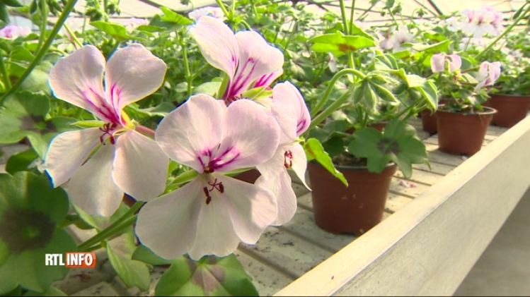 Les serres de Bruxelles ouvrent leur porte dès aujourd'hui