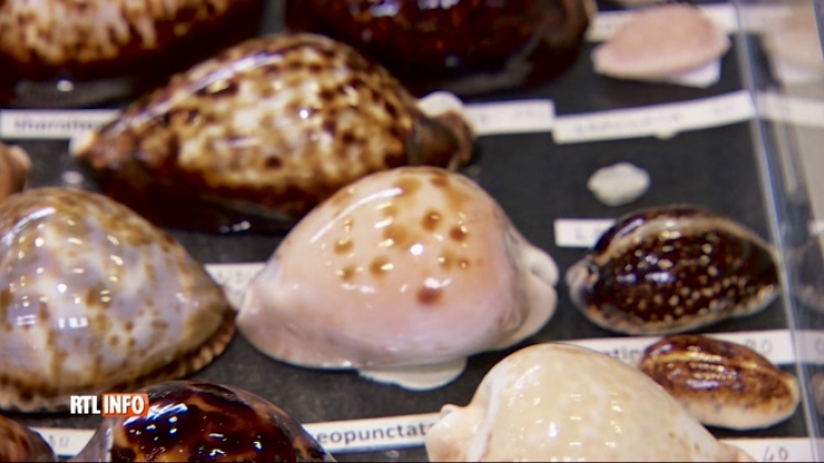 Une bourse internationale de coquillages organisée à Pont-à-celles