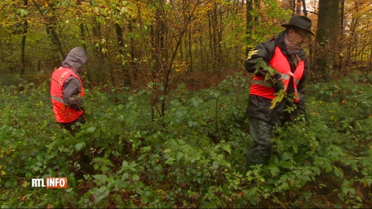 La DNF ratisse la zone touchée par la peste porcine africaine