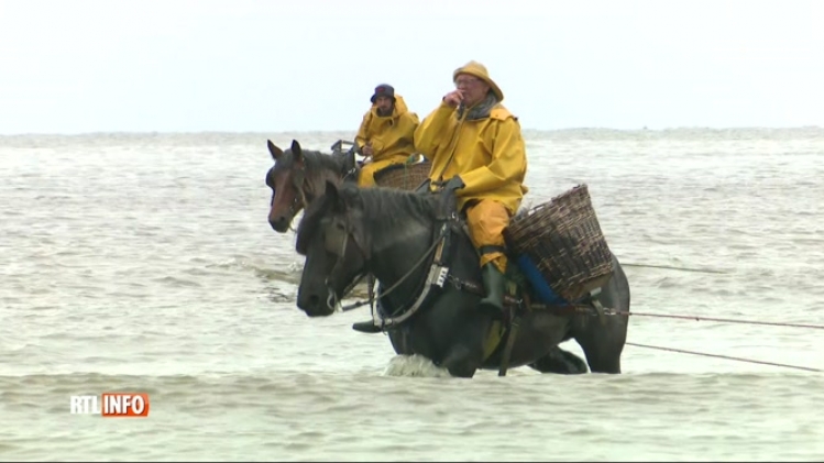 Ils sont classés à l'Unesco: les cavaliers-pêcheurs d'Oostduinkerke mis à l'honneur pour la fête de la crevette ce week-end (vidéo)