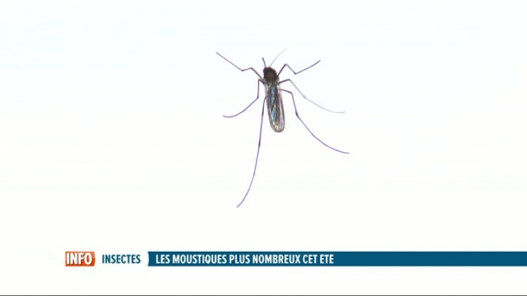 Chez nous aussi les moustiques sont plus nombreux cet été. Et ils ne sont d'ailleurs pas les seuls insectes à proliférer.