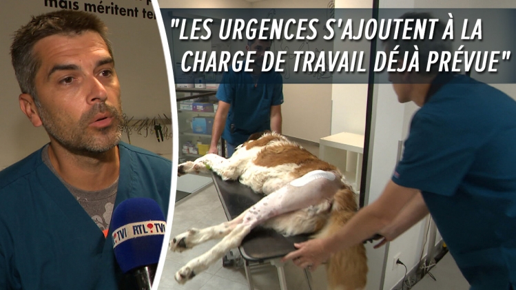 veterinaire-surchage-travail