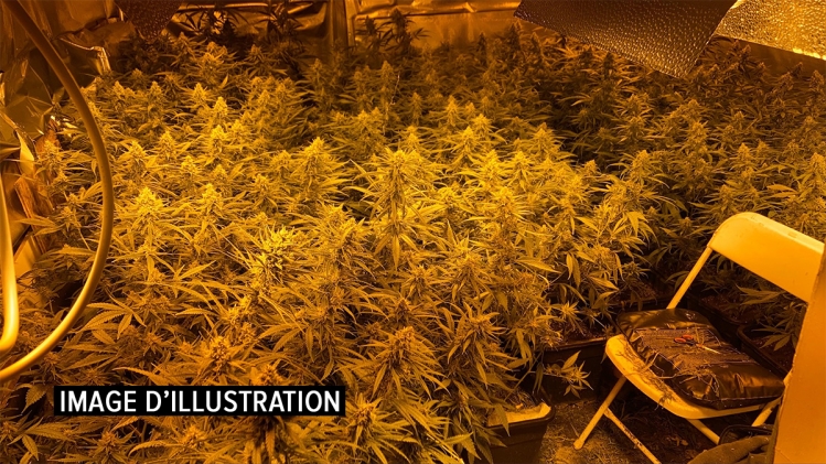 plantation-cannabis-illu