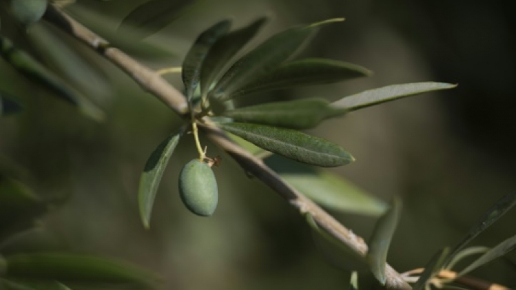 Le secteur de l'huile d'olive en quête de solutions face au changement climatique