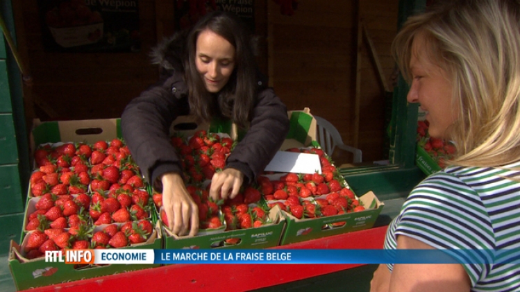 fraises_belgique