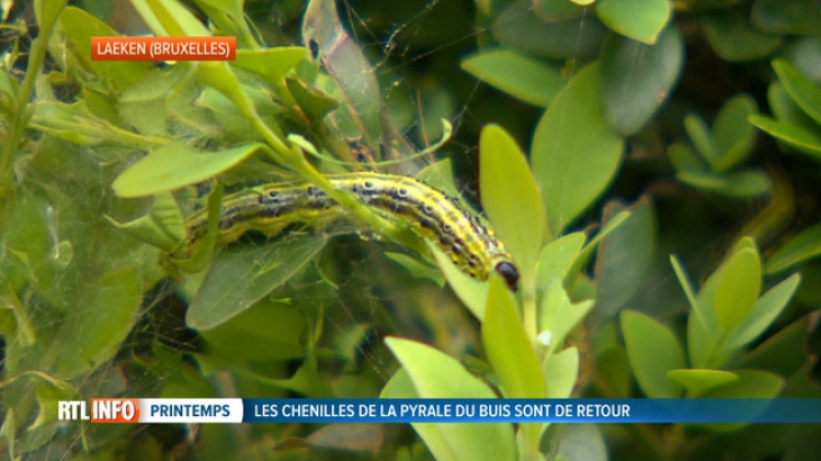Les buis sont à nouveau ravagés par cette chenille verte: que faire et quels sont les gestes à éviter?