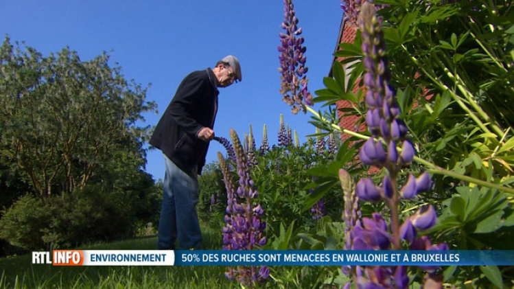 Les populations d'abeilles DÉCIMÉES chez nous, pourtant nous en avons besoin: voici comment agir à notre échelle