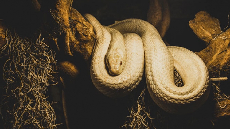 morsure-serpent-inde
