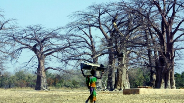 Disparition spectaculaire des plus vieux baobabs d'Afrique