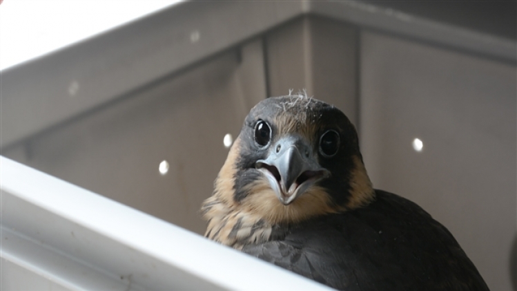 dsc_0219.mov.image fixe001