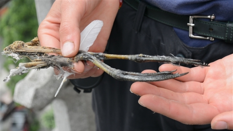 dsc_0224.mov.image fixe001