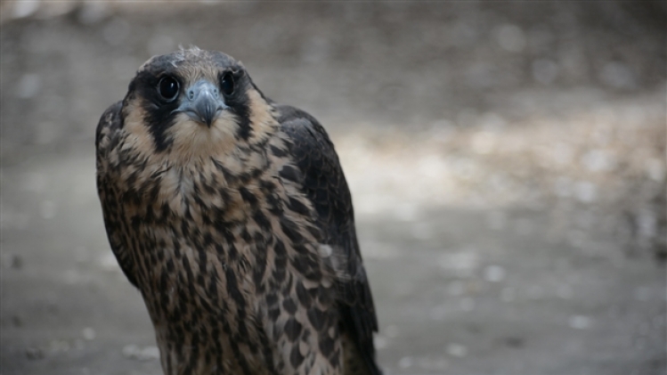 dsc_0228.mov.image fixe002