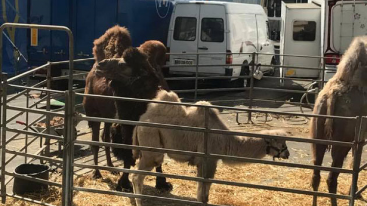 Chameauxinsidephotobourgmestre