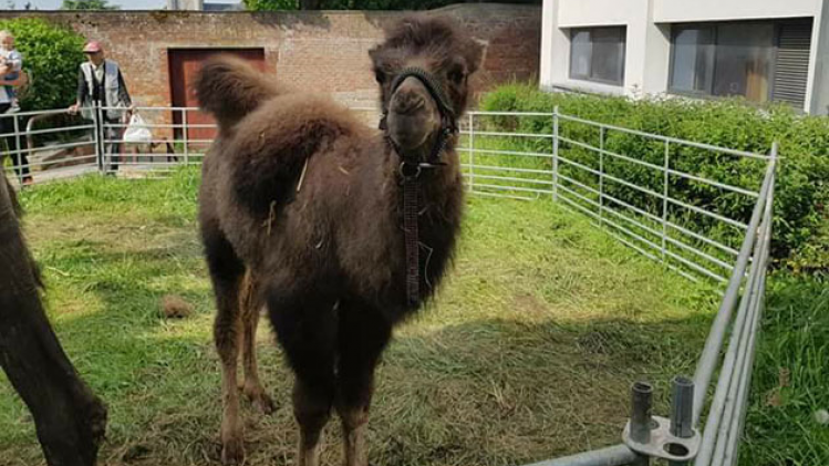 Chameauxphotoenclosautre