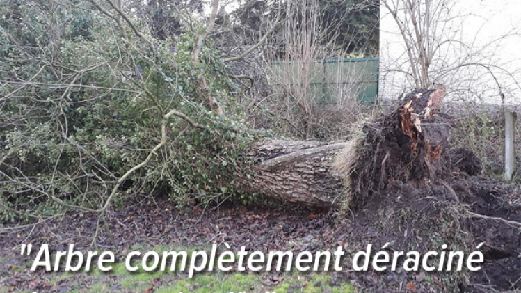 arbre-deracine-joncret