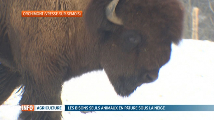 Il y en a au moins un qui est content avec ce froid: le bison d'Amérique s'épanouit dans la neige à Orchimont, en province de Namur