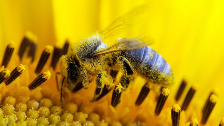 abeille-neonicotinoide