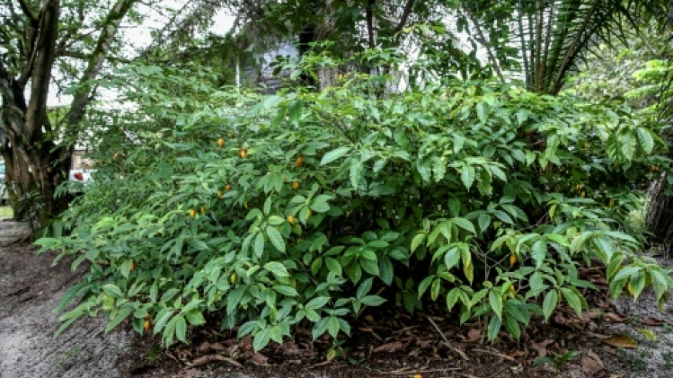 Gabon: inquiétude pour l'avenir de l'iboga, plante psychotrope