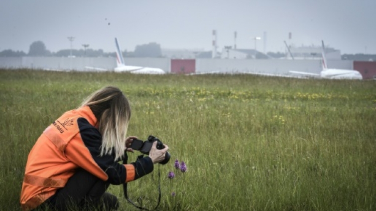 Alouettes, abeilles et orchidées... un eden près des tarmacs