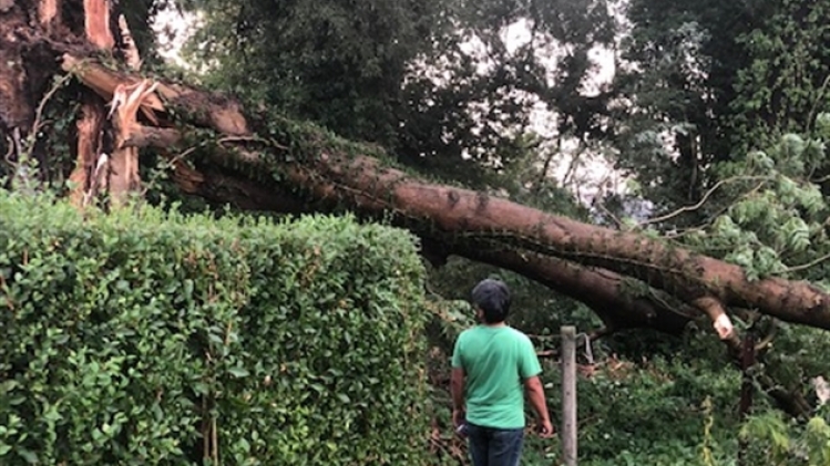 0meteo-courcelles-arbre