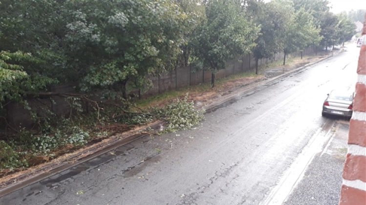 0meteo-arbre-goutroux