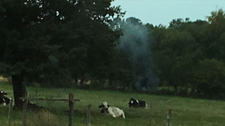 WEB-fumee-dechets-verts