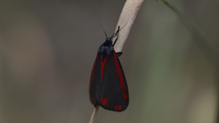 butterfly-2553167_960_720