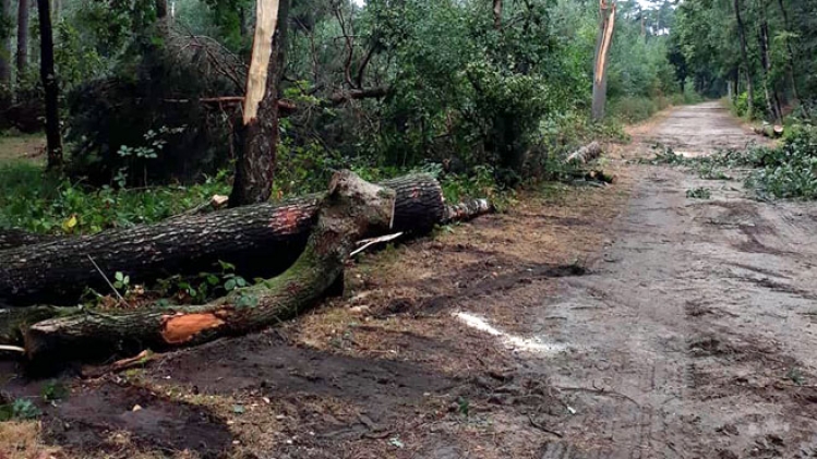 Orages: voici l'endroit le plus touché du pays, où 200 arbres ont été déracinés dans un seul parc!