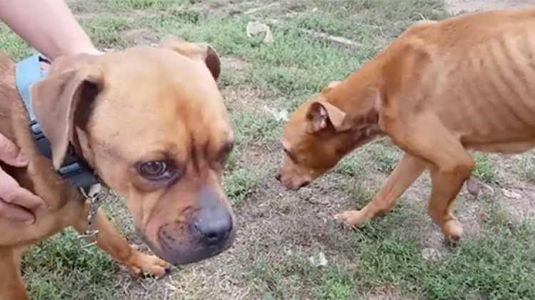 Chiens-dans-article-3