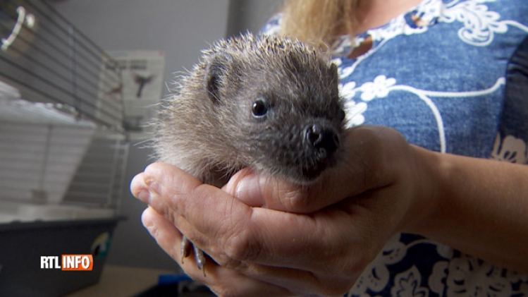 Les hérissons ont beaucoup souffert de la sécheresse: cette petite femelle a pu être sauvée (vidéo)