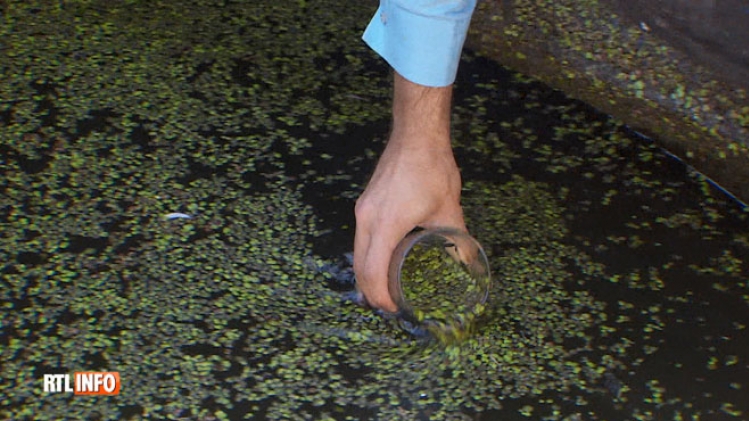Pourquoi la Sambre est-elle toute verte à Charleroi? RTL INFO a fait analyser un échantillon (vidéo)