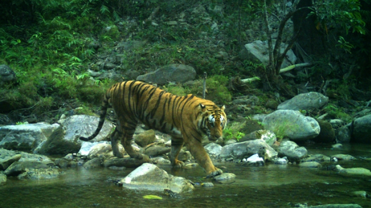 Déclin VERTIGINEUX du nombre d'animaux sauvages depuis les années 70: Nous pourrions être la dernière génération à pouvoir inverser la tendance