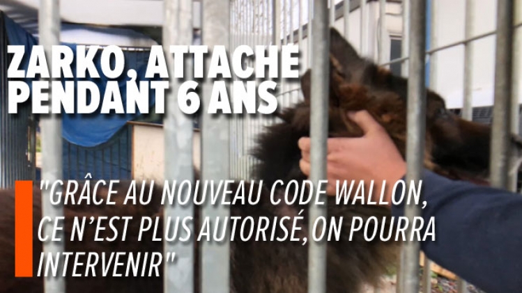 Tout le monde ne pourra plus détenir un animal en Wallonie dès ce 1er janvier: voici tout ce qui change en la matière