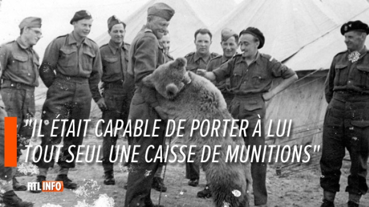 Cet OURS brun orphelin est devenu un héros durant la guerre 40-45: son histoire bientôt au cinéma