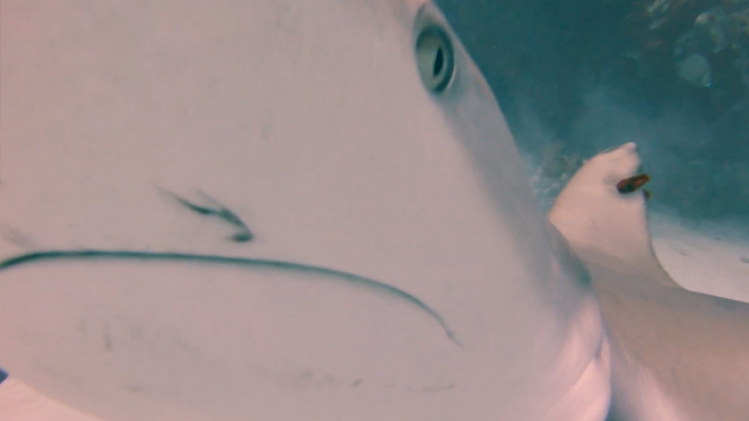 Capture d''écran Facebook John Hornback