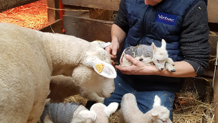 OK-agneaux-ensemble-naissan