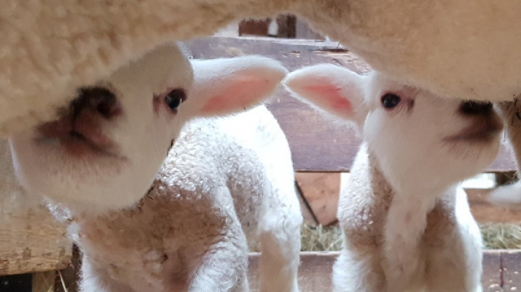 OK-agneaux-tete
