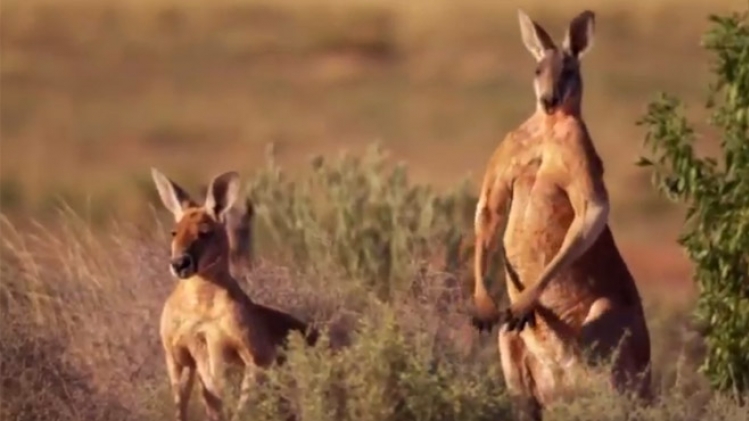 kangourous-australie-chasse