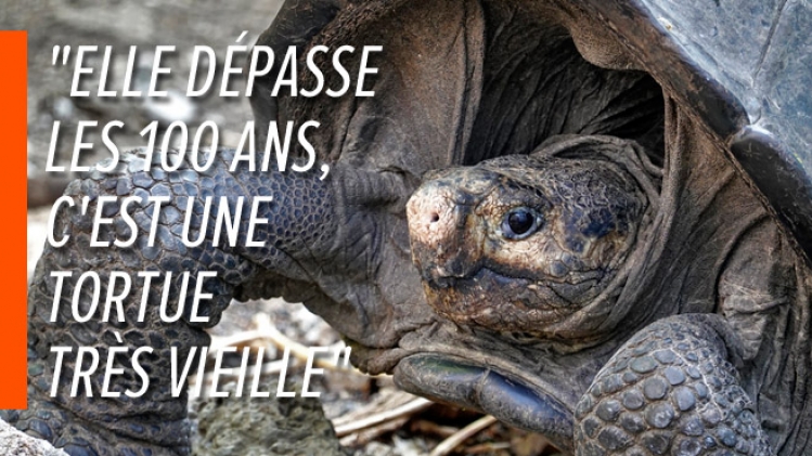 tortue-galapagos-100-ans