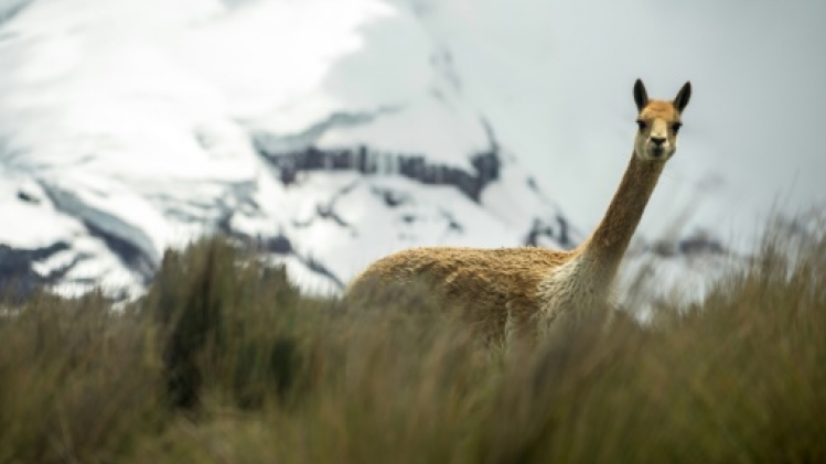 Equateur: l'eau des volcans se raréfie, source d'angoisse pour les indiens
