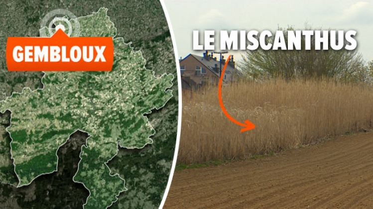 gembloux-miscanthus-ecologie-economie