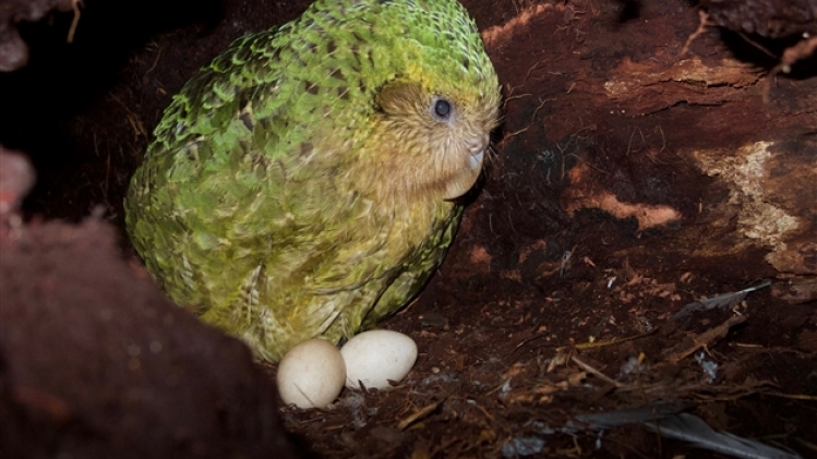 kakapo3