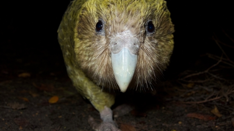 kakapo4