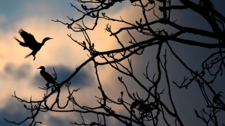 Amazonie, Pantanal, alerte sur des sanctuaires de la biodiversité au Brésil