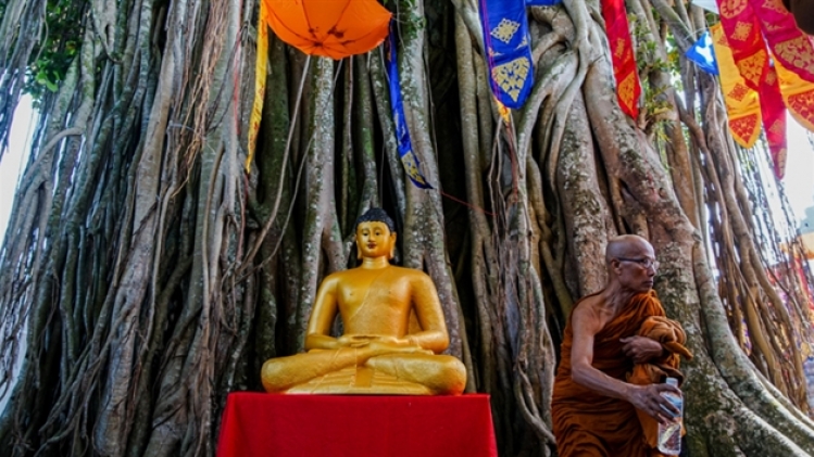 web-arbre-géant-borobudur