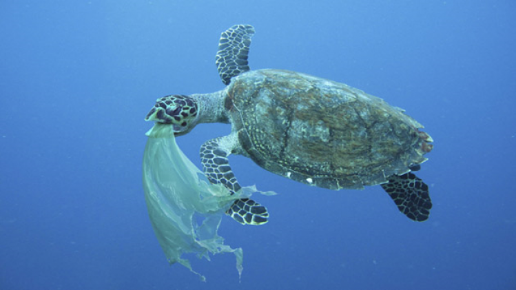 sac-plastique-tortue