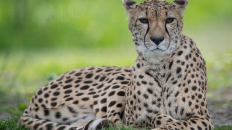 Le bien-être animal au coeur du Parc des Félins