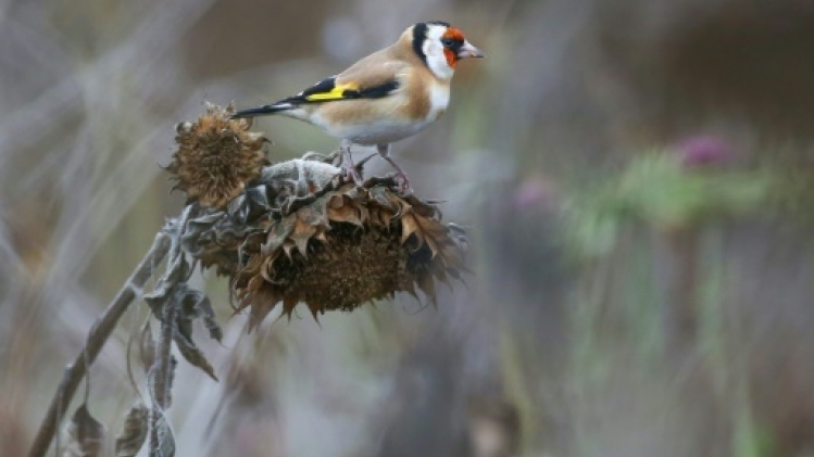 Un passionné de chardonnerets à la barre pour trafic présumé