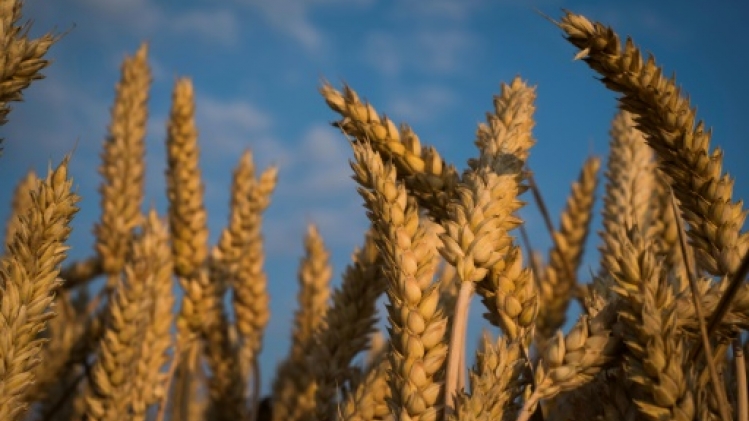 Un fongicide dangereux pour l'homme retiré du marché